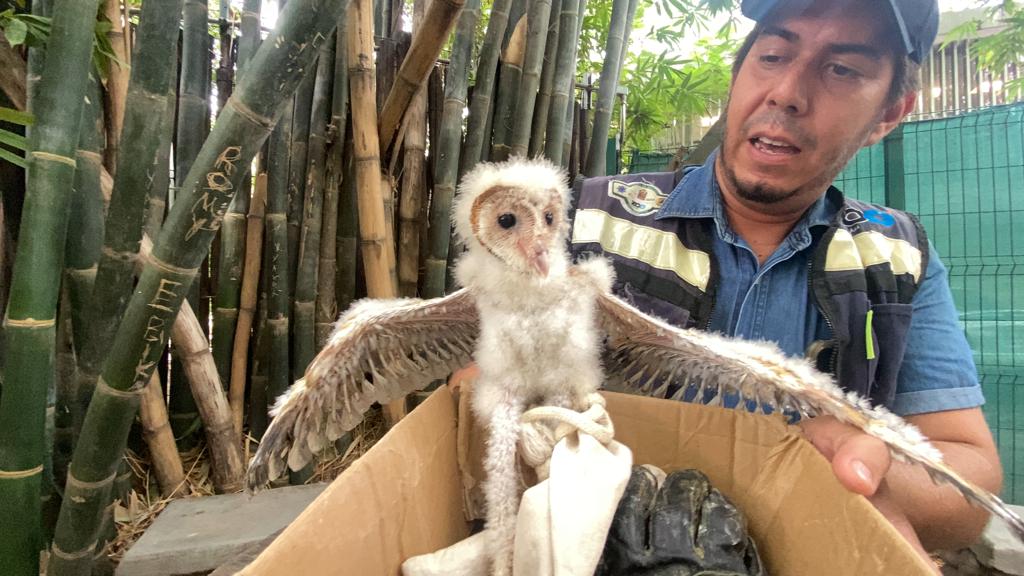 Rescata ciudadana una cría de lechuza