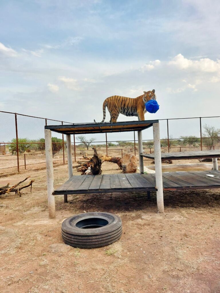 A un año: felinos de Black Jaguar están recuperados