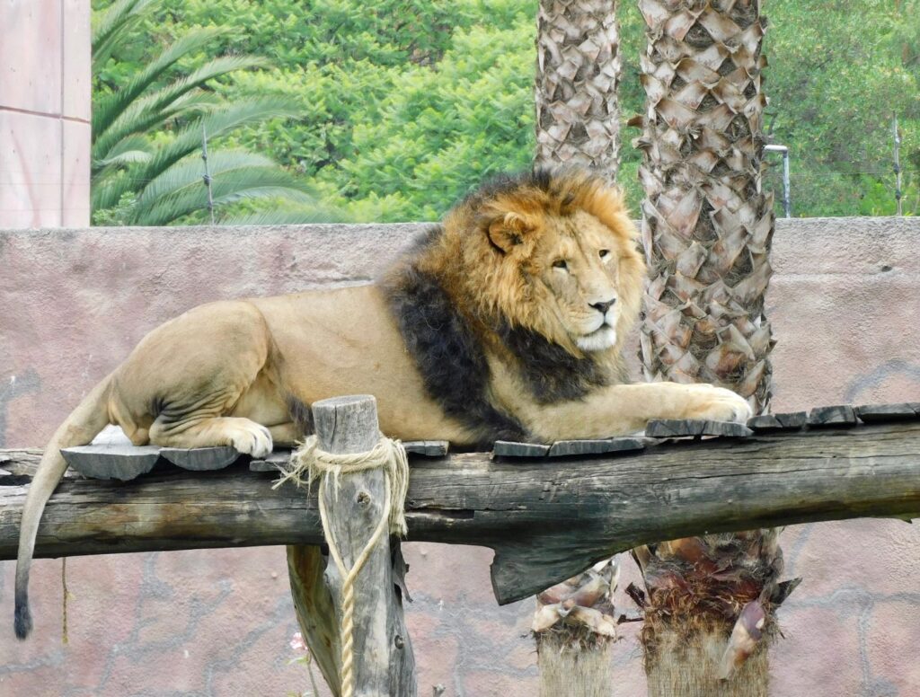 A un año: felinos de Black Jaguar están recuperados