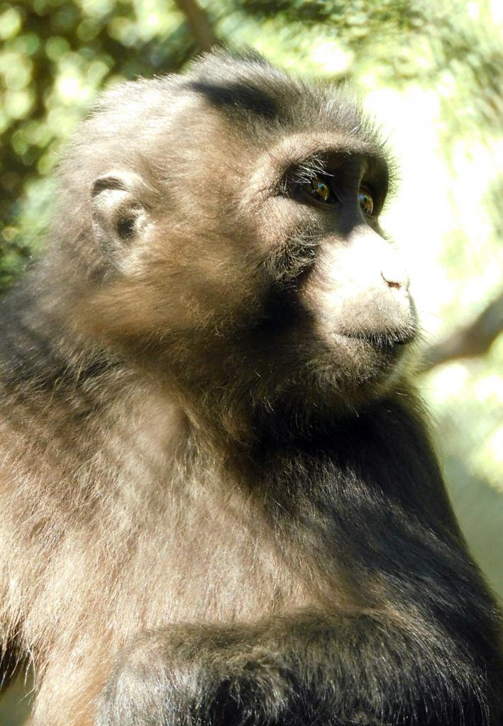 Arriba pareja de Macacos de Tonkeana a Chapultepec