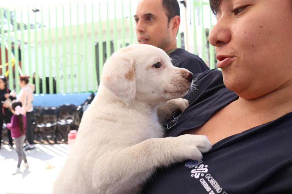 Celebrarán Día Internacional del Perro con jornada 