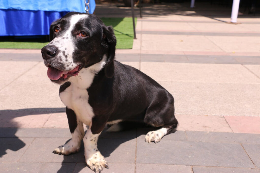 Celebrarán Día Internacional del Perro con jornada 