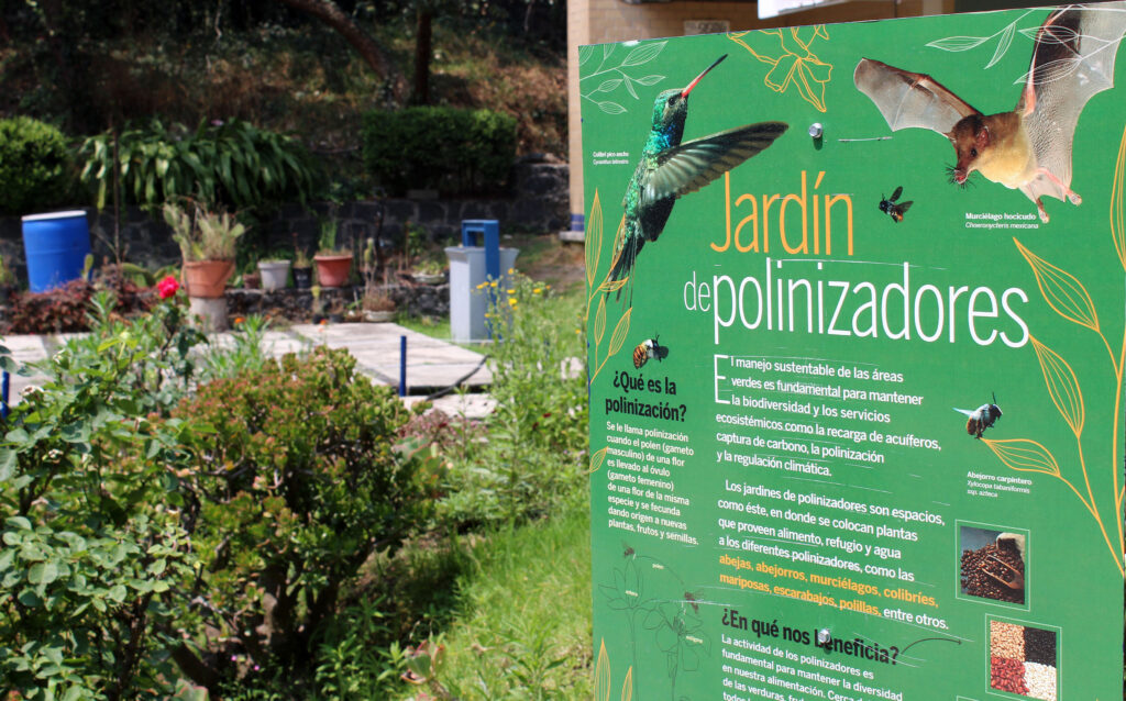 Instala la UNAM jardines para polinizadores 