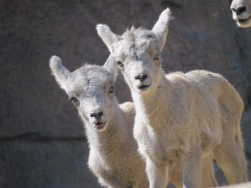 Crece la familia de borrego cimarrón en Aragón