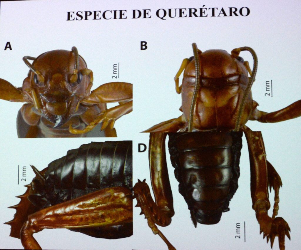 Realizan subasta para nombrar especies de “cara de niño”