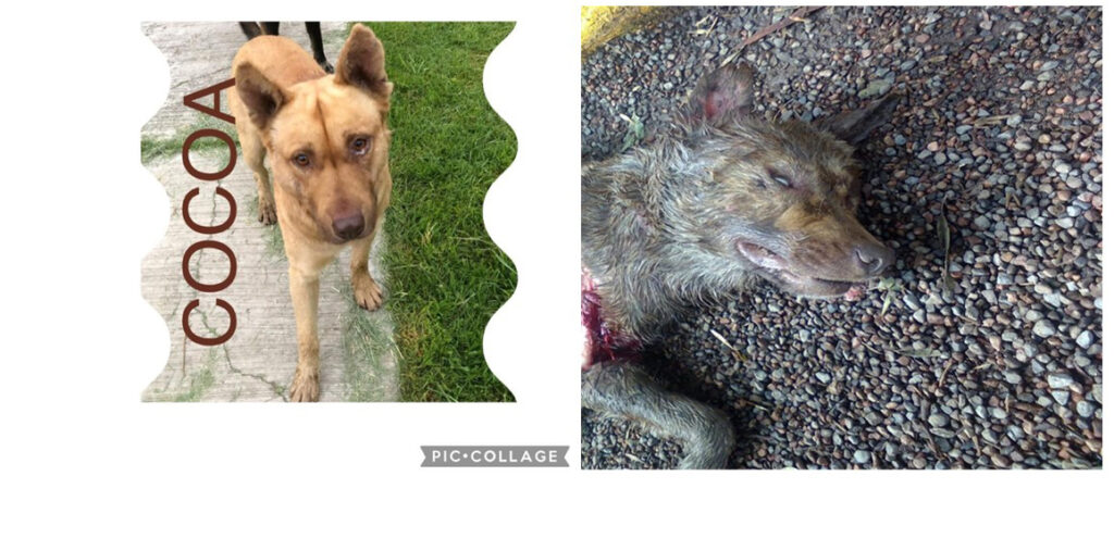 Asesinan cruelmente a perros en Xochimilco