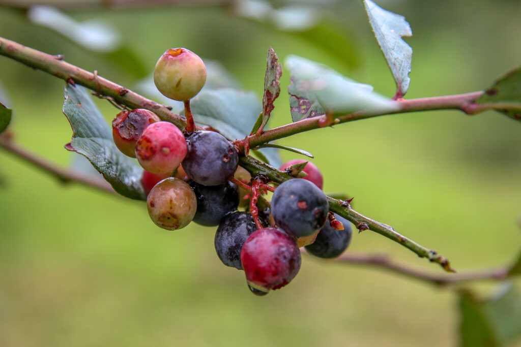 México: entre los tres principales productores de frutas