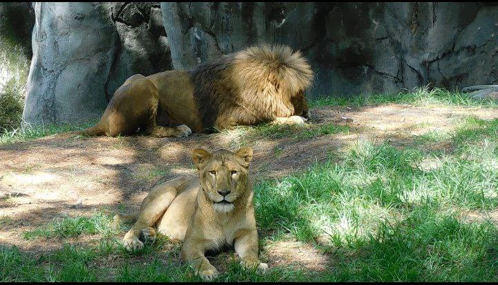 Celebran Día Mundial del León en Zoológicos 