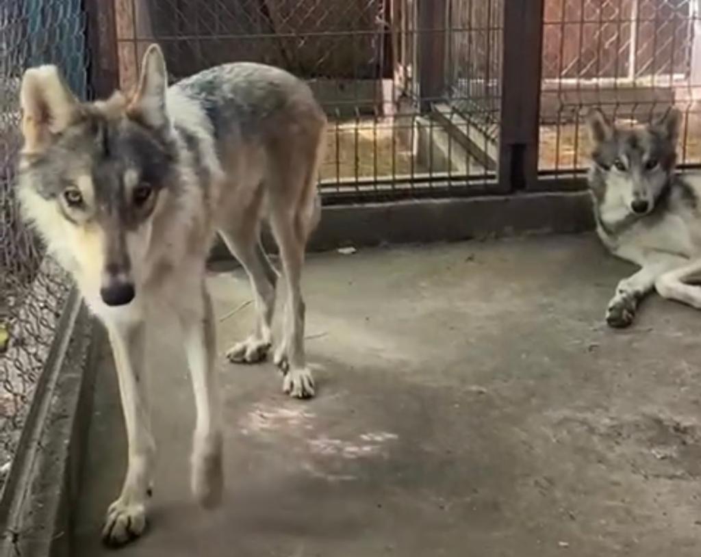 Sanctuary Ostok rescata fauna del zoológico La Pastora