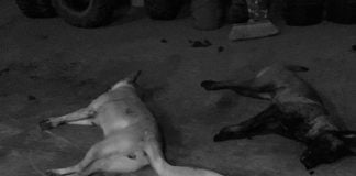 Alcalde de Tangancícuaro asesina a balazos a dos perros