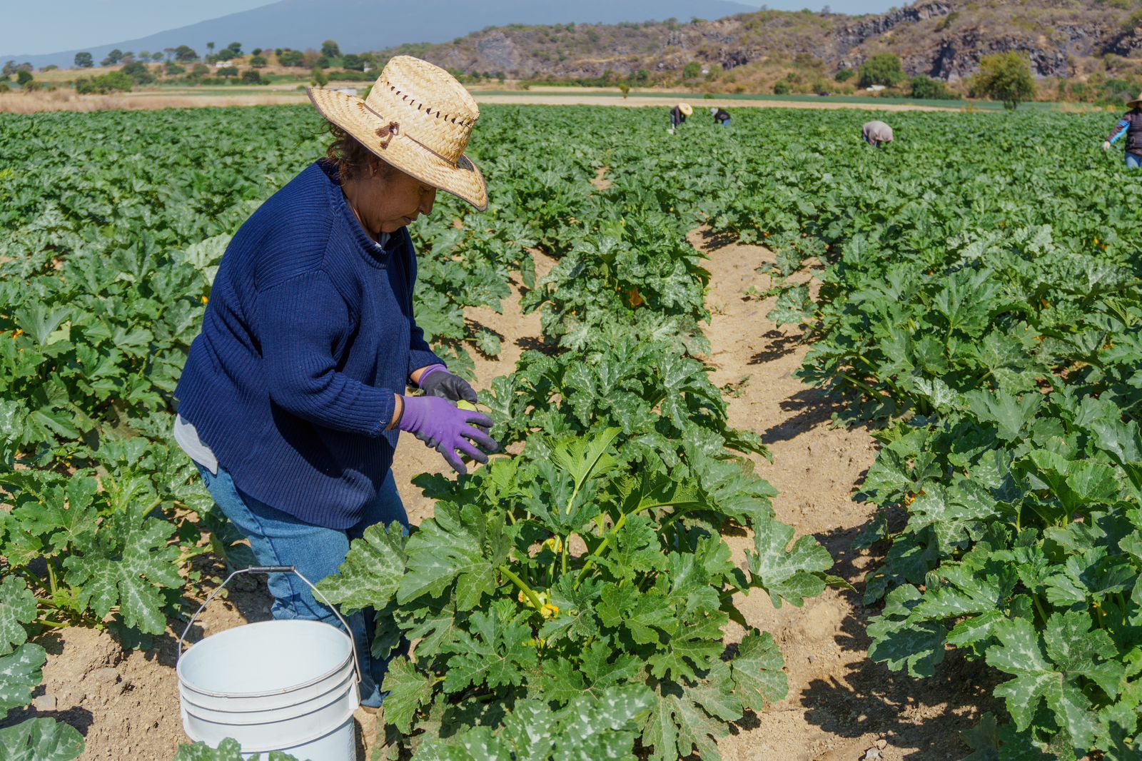 Sectores Rurales Envejecimiento del sector rural sin la tecnificación - Prensa Animal