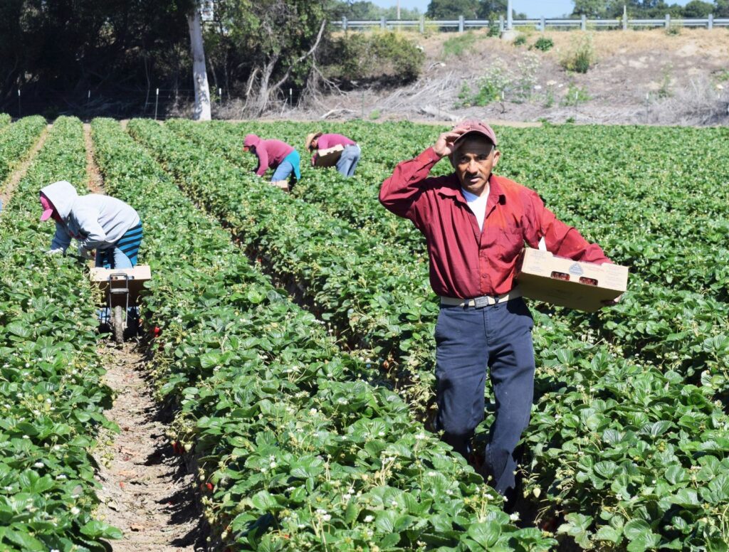 Envejecimiento del sector rural sin la tecnificación 