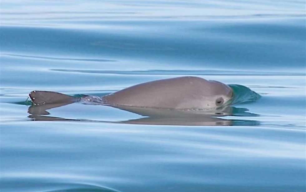 CBI emite primera alerta de extinción de vaquita marina 
