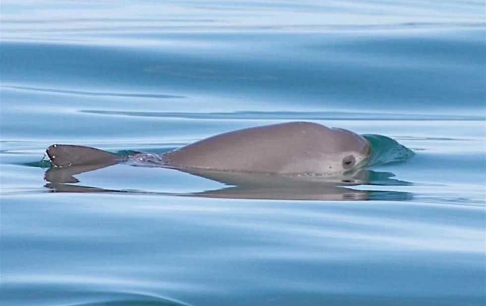 WWF convoca a detener la pesca ilegal de totoaba 