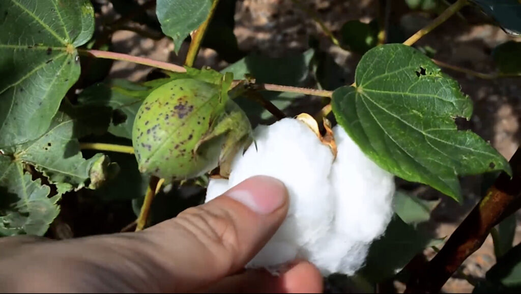 Impulsan acciones fitosanitarias contra plagas del algodón 