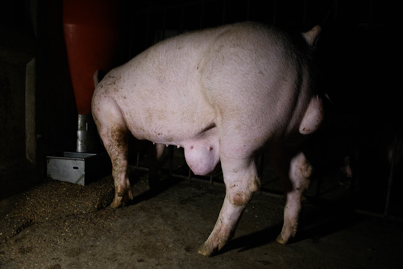 Descubren grave maltrato a cerdos en granjas españolas
