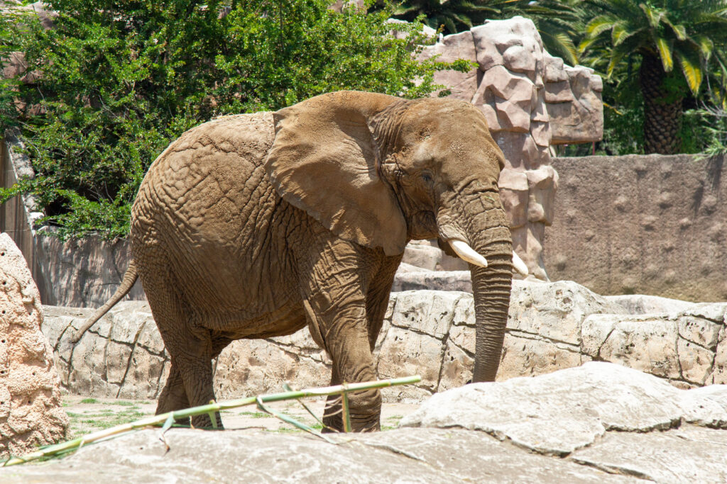 Avanza acoplamiento de elefantas ‘Ely’ y ‘Gipsy’    
