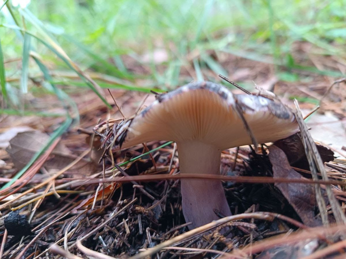 Fortalecen registro de hongos macroscópicos - Prensa Animal