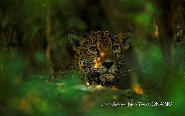 Promueven acciones para la conservación del jaguar