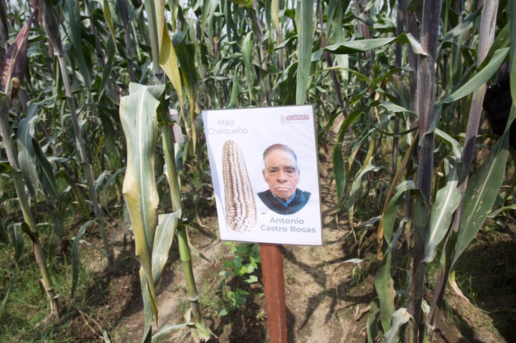 Trabajan comunidades en cultivo de maíz nativo