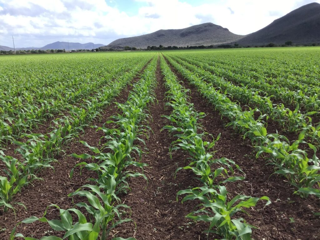 México importa 16 millones de toneladas al año de maíz