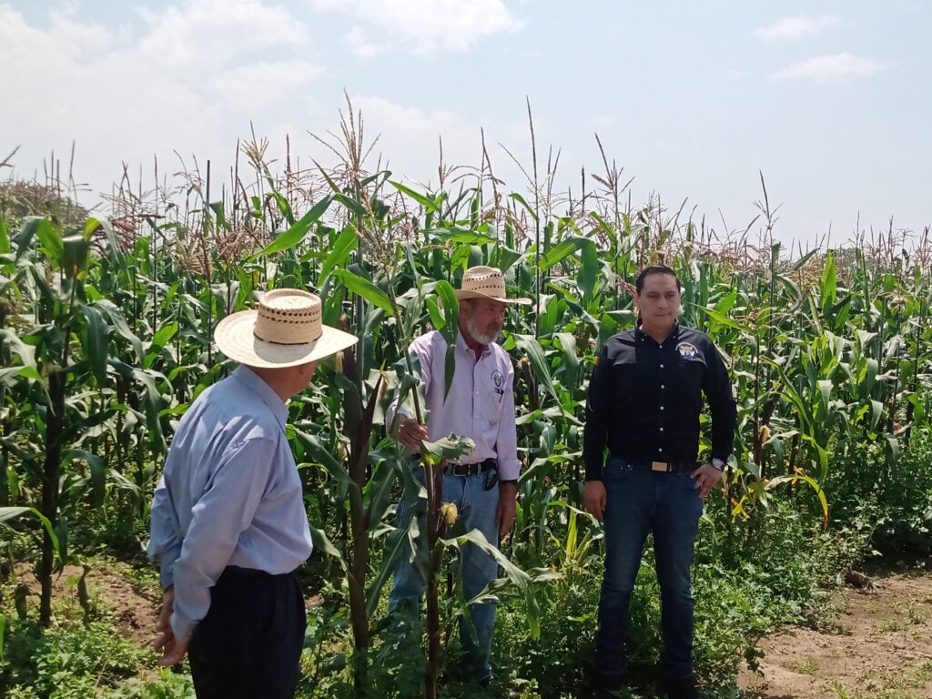 Crean modelo de producción de semilla de maíz amarillo 