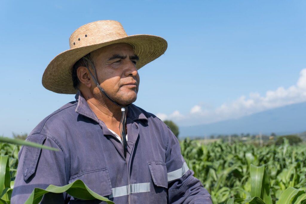 Desplome y estancamiento: realidad del maíz en México