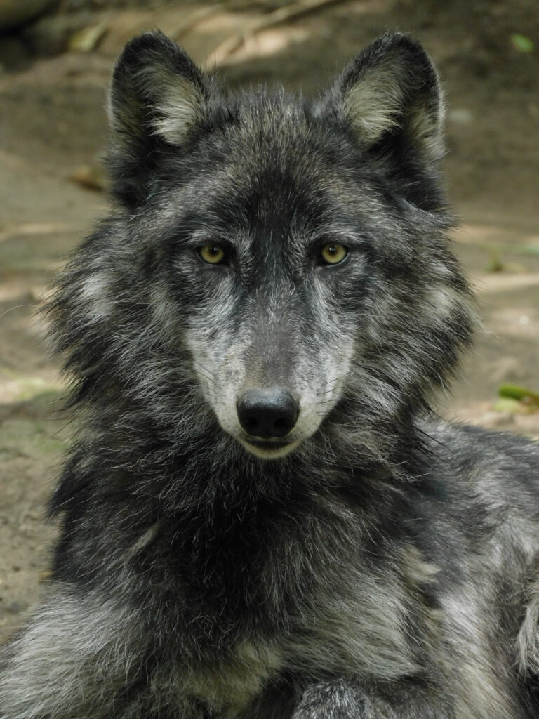 Eclipse solar no afecta salud  de ejemplares de zoológicos 