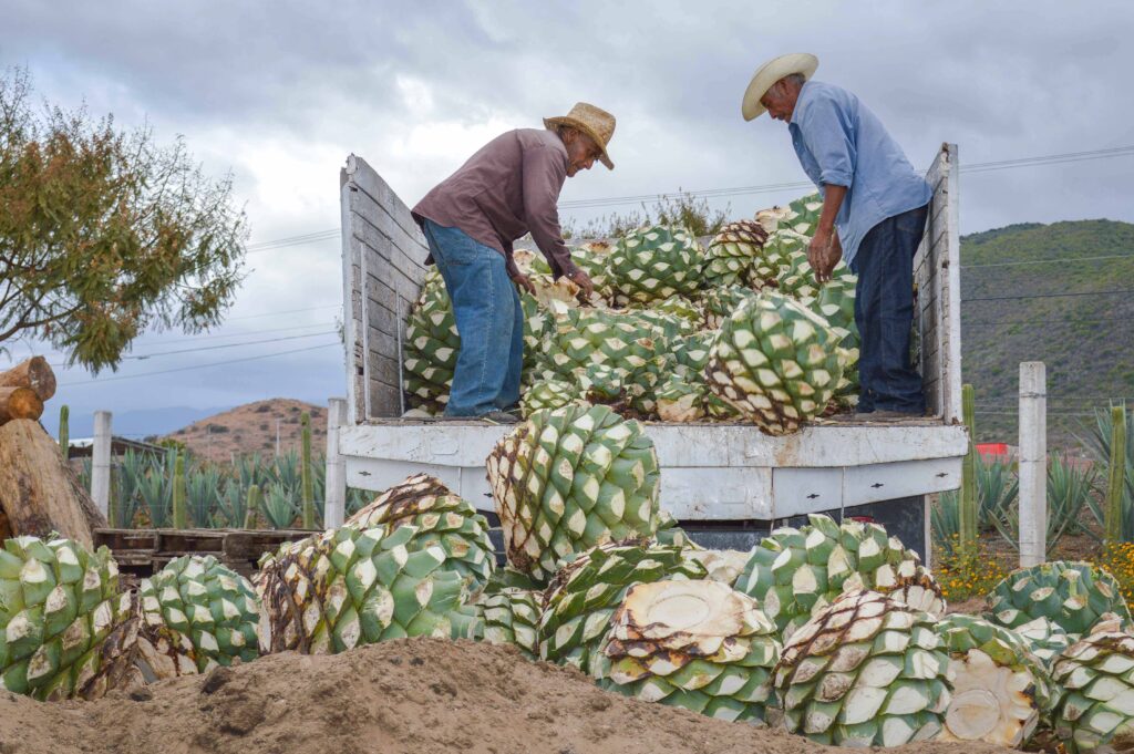 Registra balanza comercial agroalimentaria superávit 