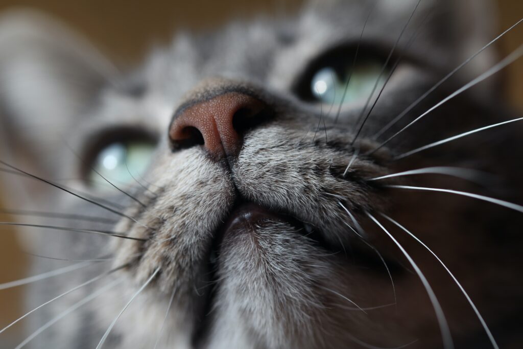 Las vibrisas de los gatos: el secreto sensorial