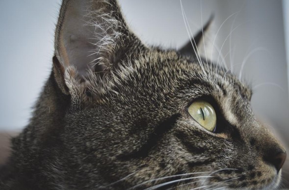 Las vibrisas de los gatos: el secreto sensorial