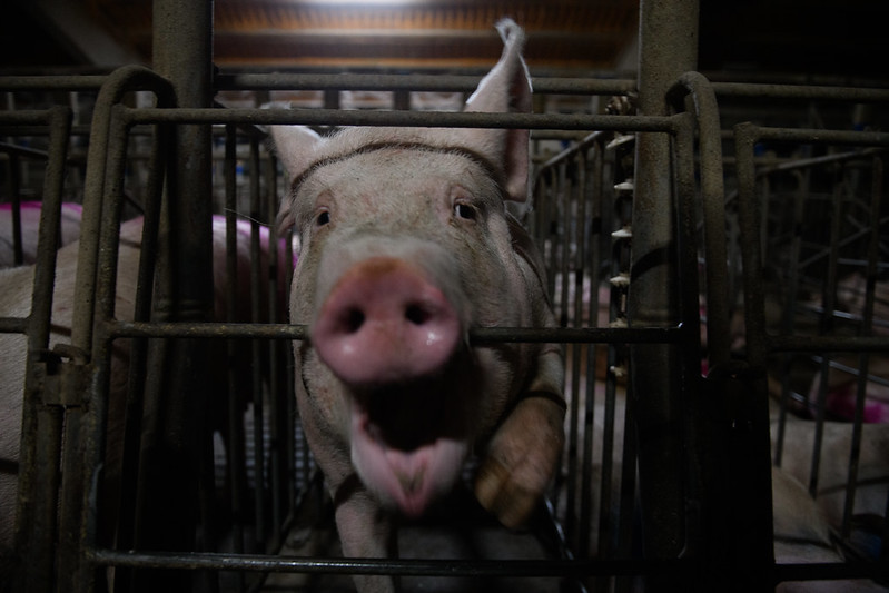 Denuncian maltrato animal en industria porcina española