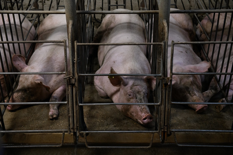 Denuncian maltrato animal en industria porcina española