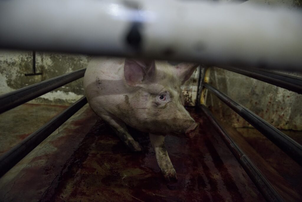 Irresponsable que legisladores promuevan  carne