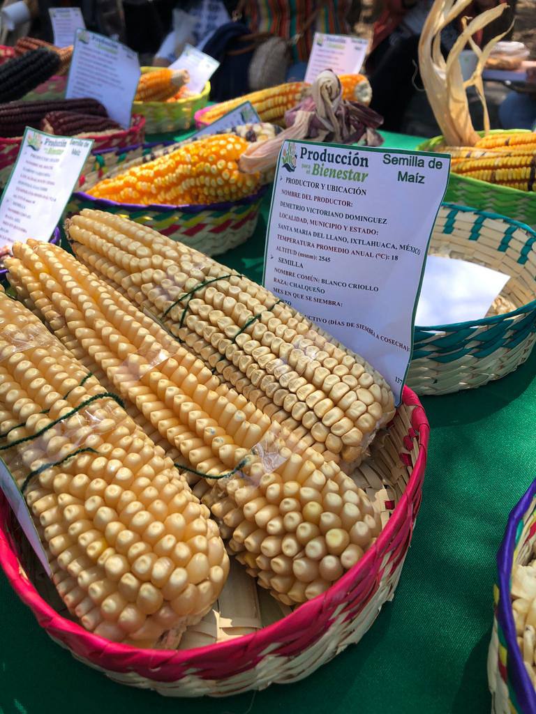 En México no se va a cultivar maíz transgénico  