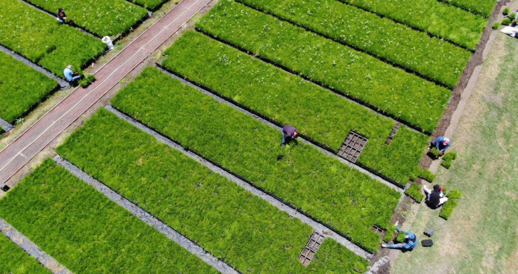 Reconstruyen venas verdes de la Ciudad de México