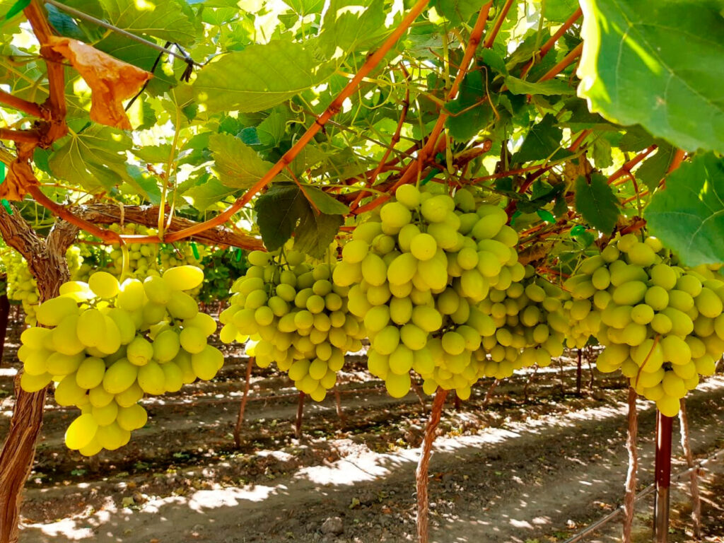 Registra producción de uva de mesa avance positivo