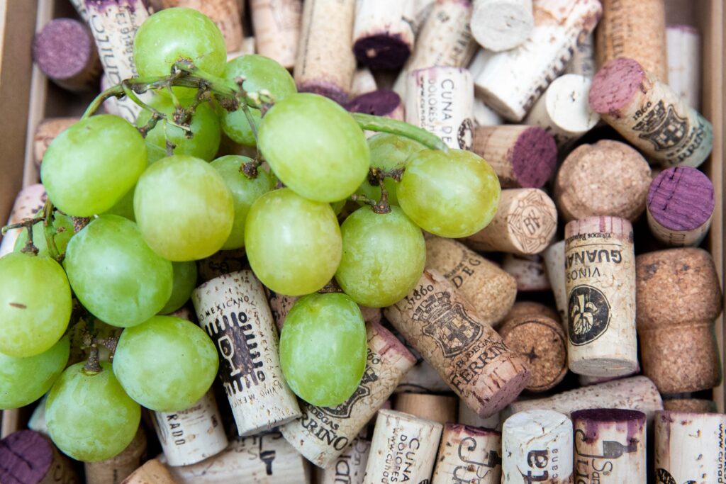 Contribuye sector vitivinícola al crecimiento productivo 