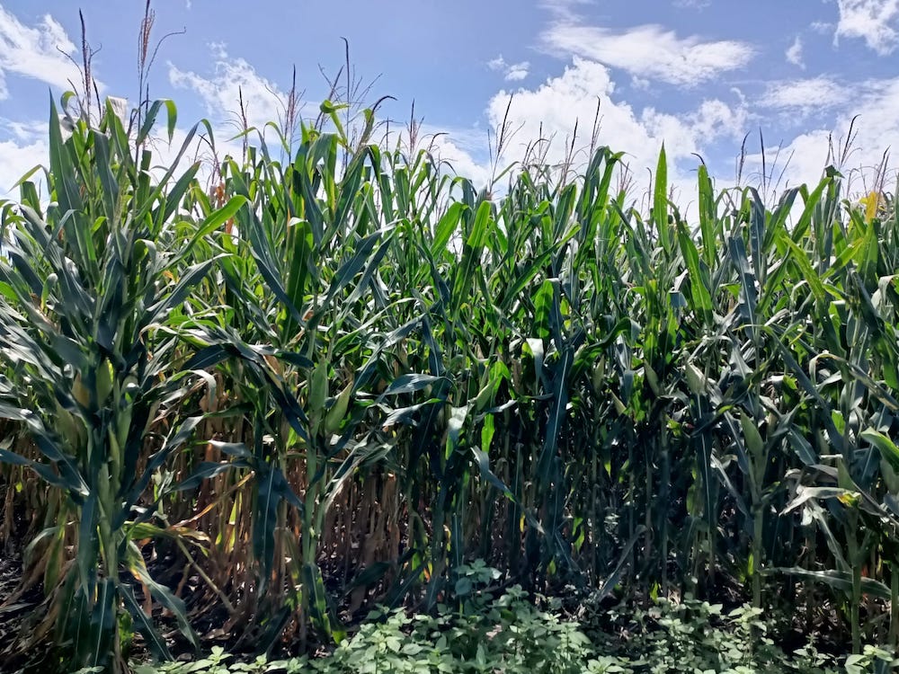 Biofertilizantes reducen pérdida de cosecha por sequía 