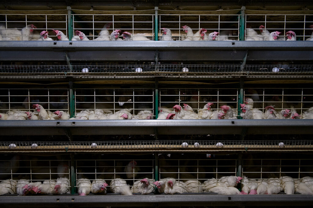 Investigación revela la violencia hacia las gallinas 