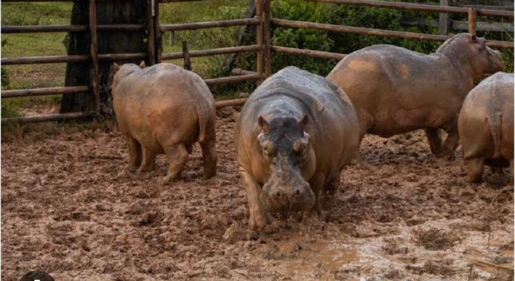 Colombia crea un mito para sacrificar hipopótamos