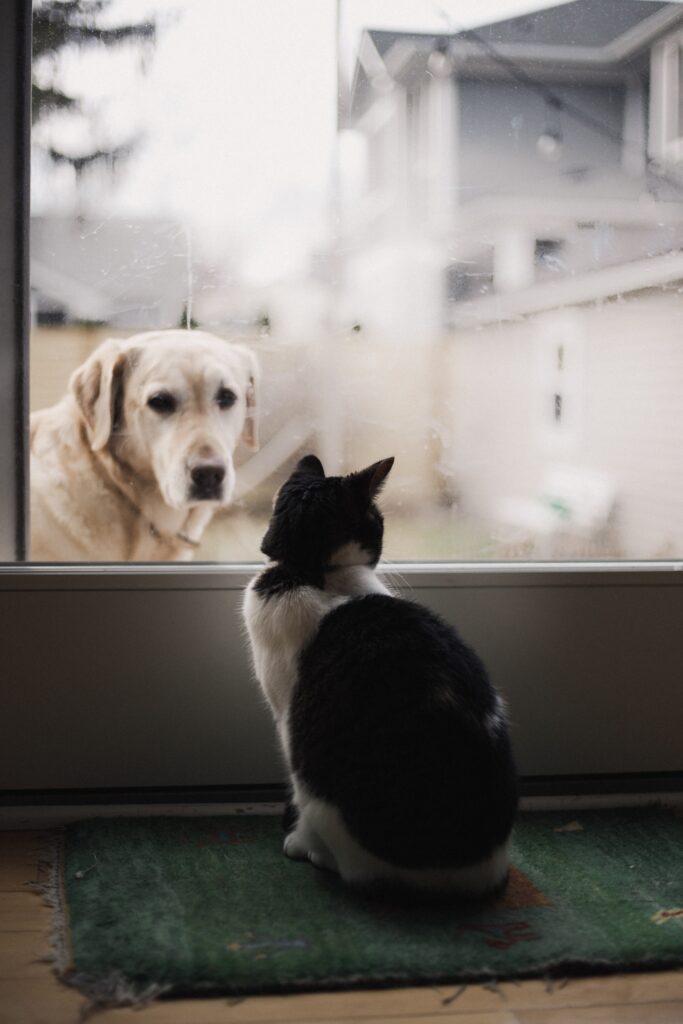 Cuatro secretos para lograr amistad entre perros y gatos