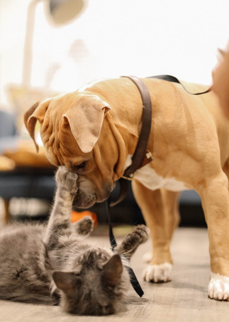 Cuatro secretos para lograr amistad entre perros y gatos