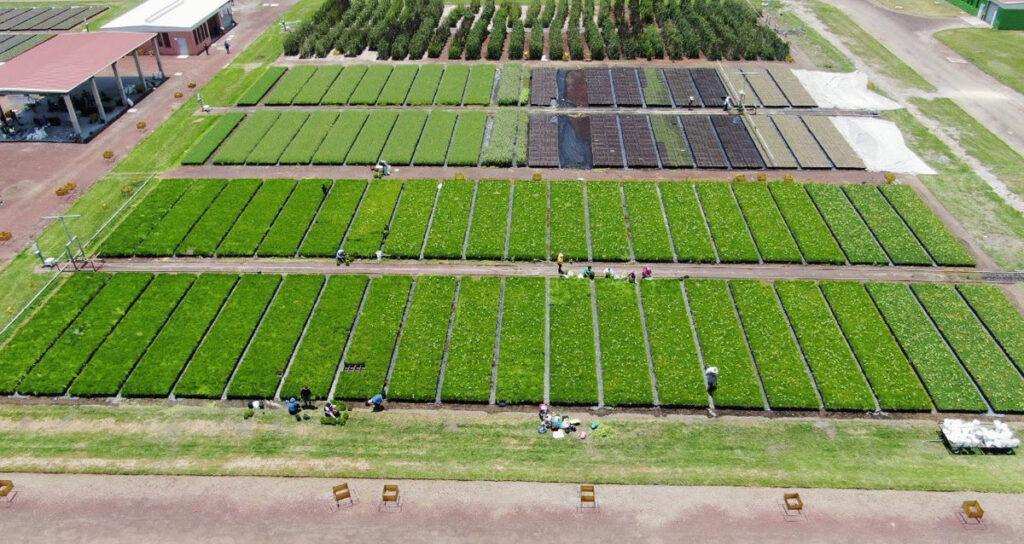 Mejoran condiciones ambientales con vivero