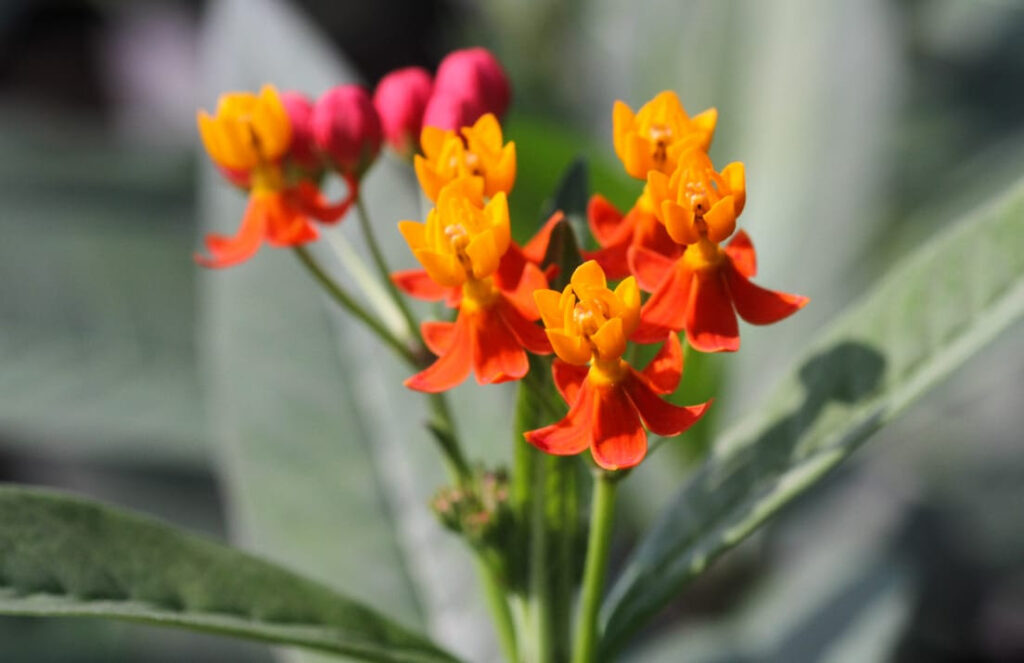 Mejoran condiciones ambientales con vivero