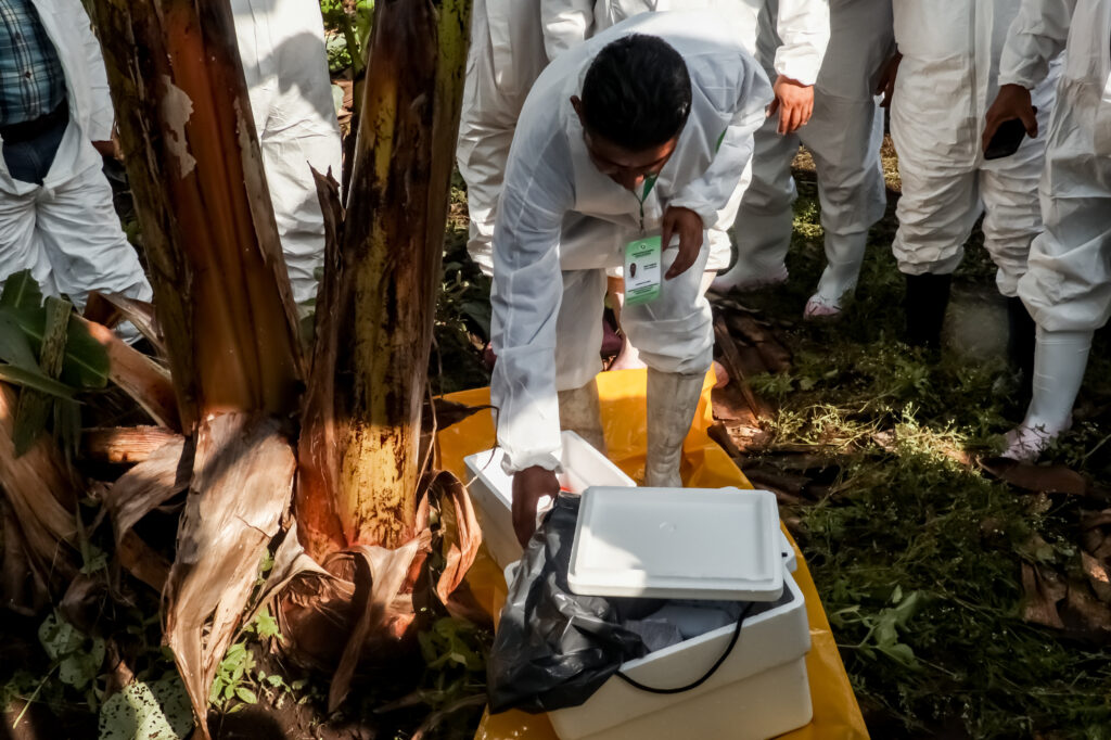 Refuerzan acciones para prevenir enfermedad del banano