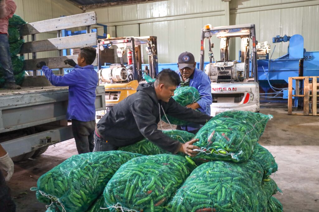 México: entre los principales productores de chile verde 