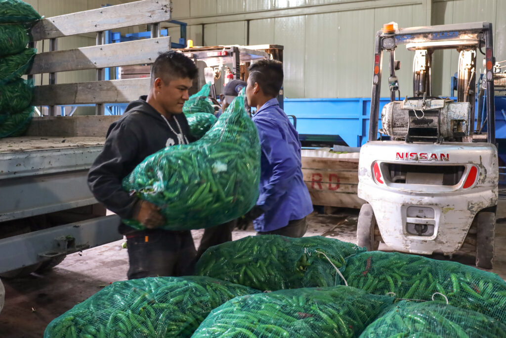 México: entre los principales productores de chile verde 