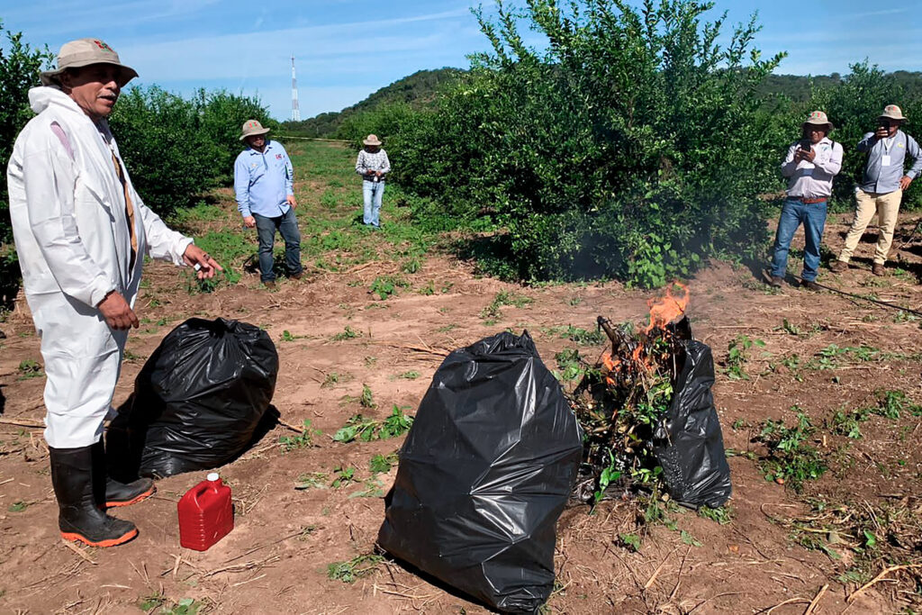 Capacitan a técnicos para manejo fitosanitario de plagas 