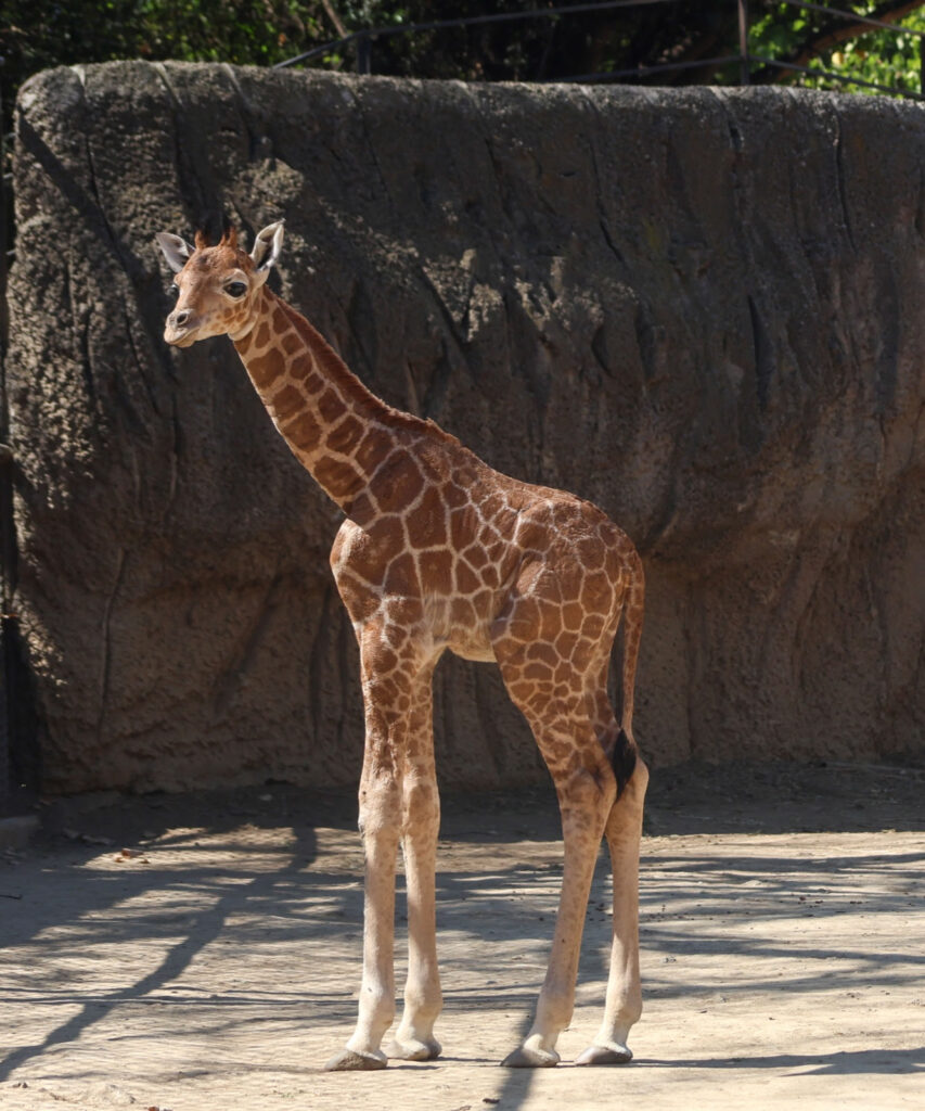 Invitan a poner nombre a jirafa nacida en Chapultepec